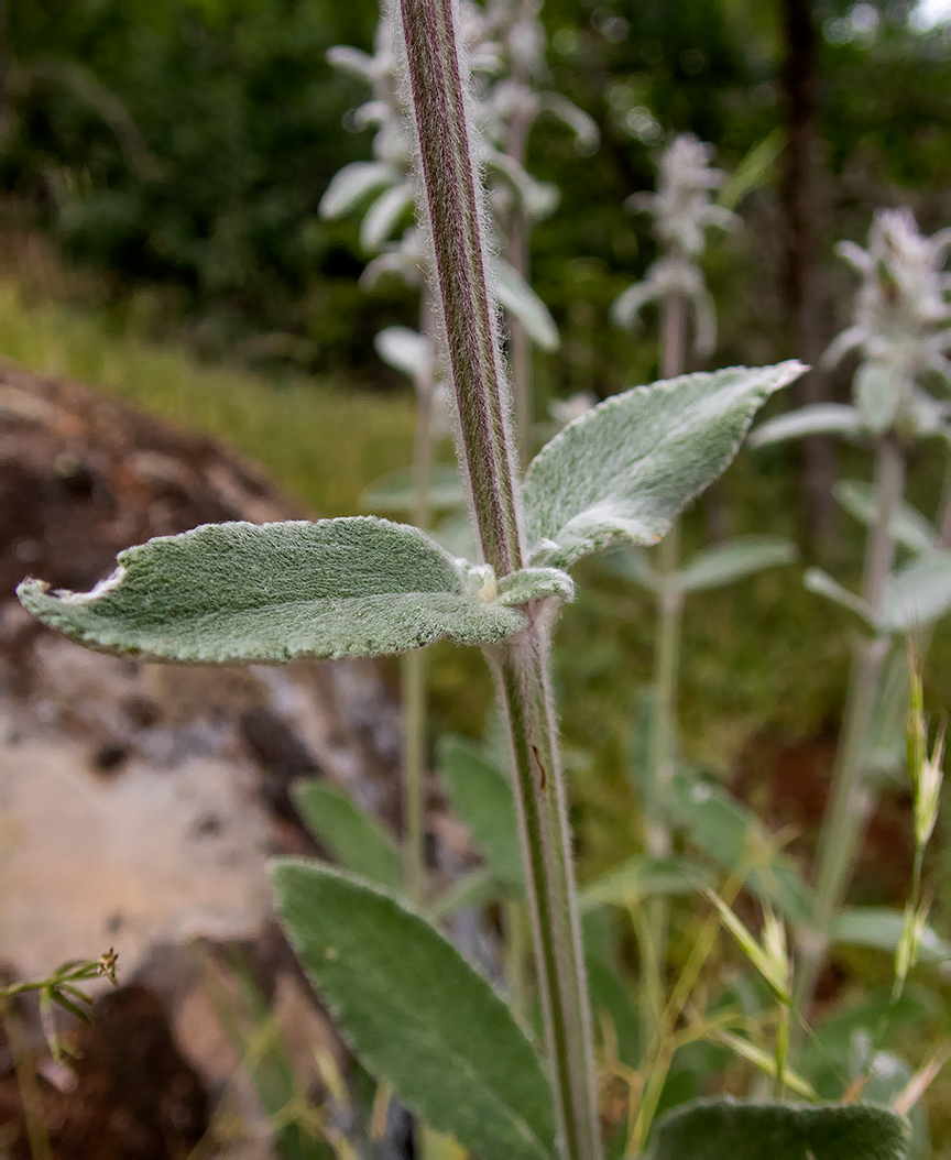 Image of Stachys velata specimen.