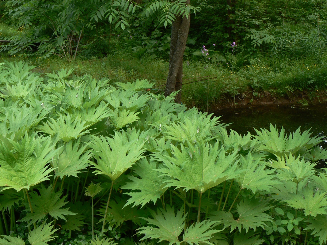 Image of genus Petasites specimen.