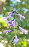 Salvia guaranitica. Соцветие. Италия, обл. Лацио, г. Рим, Ботанический сад. 9 июня 2017 г.