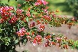 род Bougainvillea