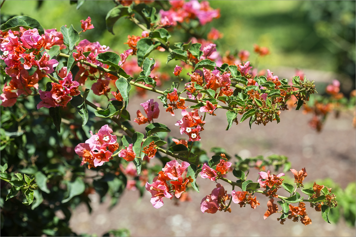 Изображение особи род Bougainvillea.