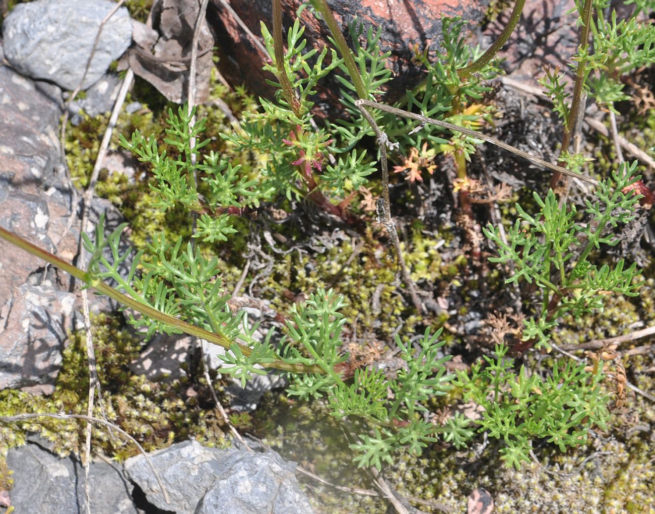 Image of Pyrethrum dolomiticum specimen.