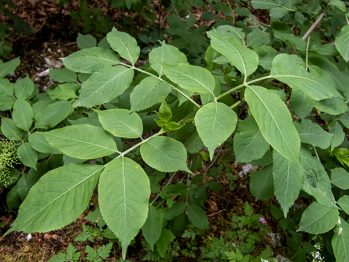 Image of Sambucus nigra specimen.