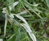 genus Cirsium. Часть листа (вид на абаксиальную поверхность). Чечня, Шаройский р-н, с. Хакмадой, выс. 1580 м н.у.м., обочина тропы по лугу. 30 июня 2024 г.