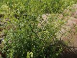 Galium boreale