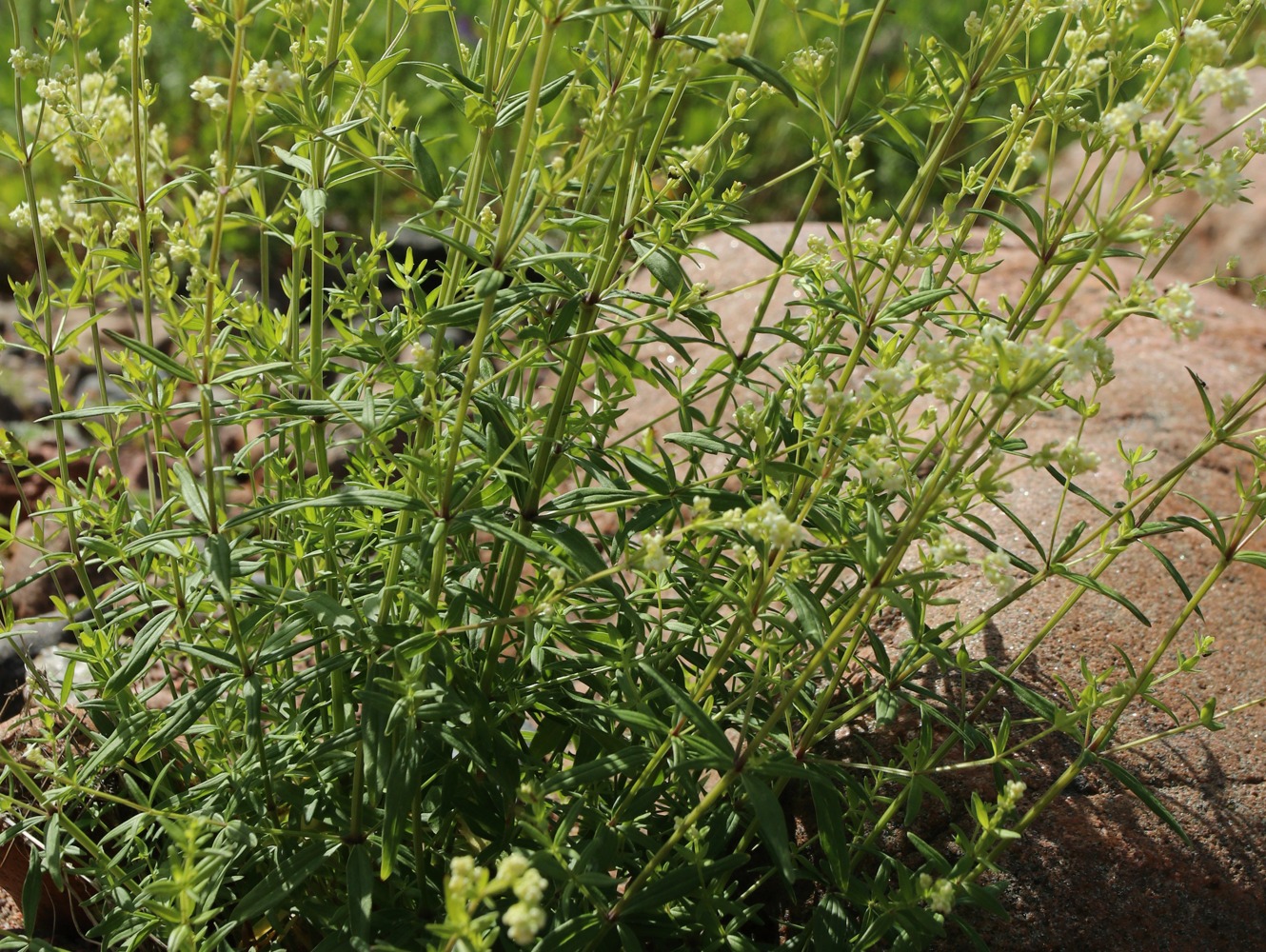 Image of Galium boreale specimen.