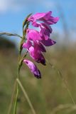 Gladiolus imbricatus