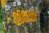 Xanthoria parietina. Талломы с апотециями на стволе Juglans mandshurica. Московская обл., Раменский р-н, окр. дер. Хрипань, садовый участок. 16.07.2023.