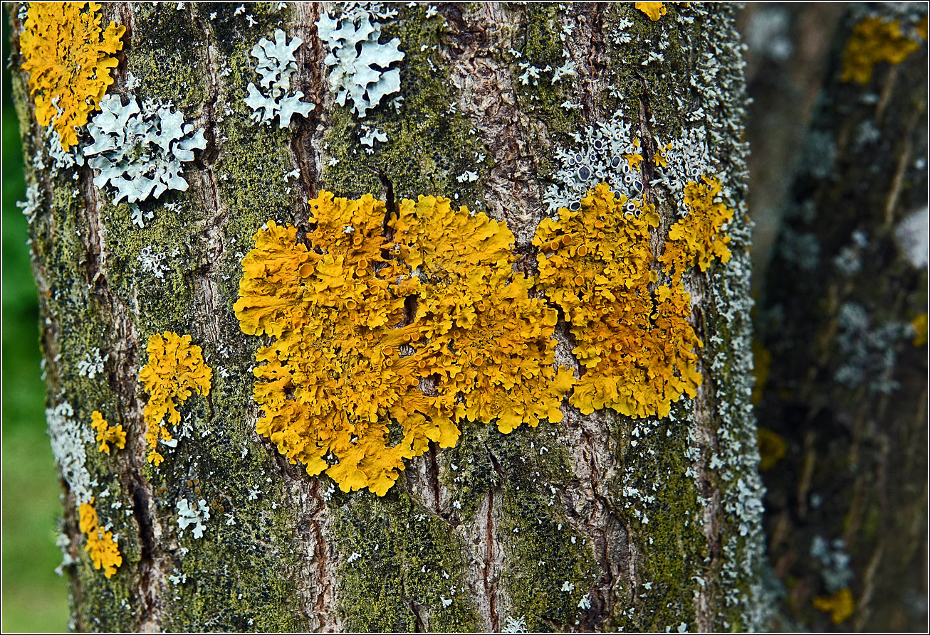 Image of Xanthoria parietina specimen.