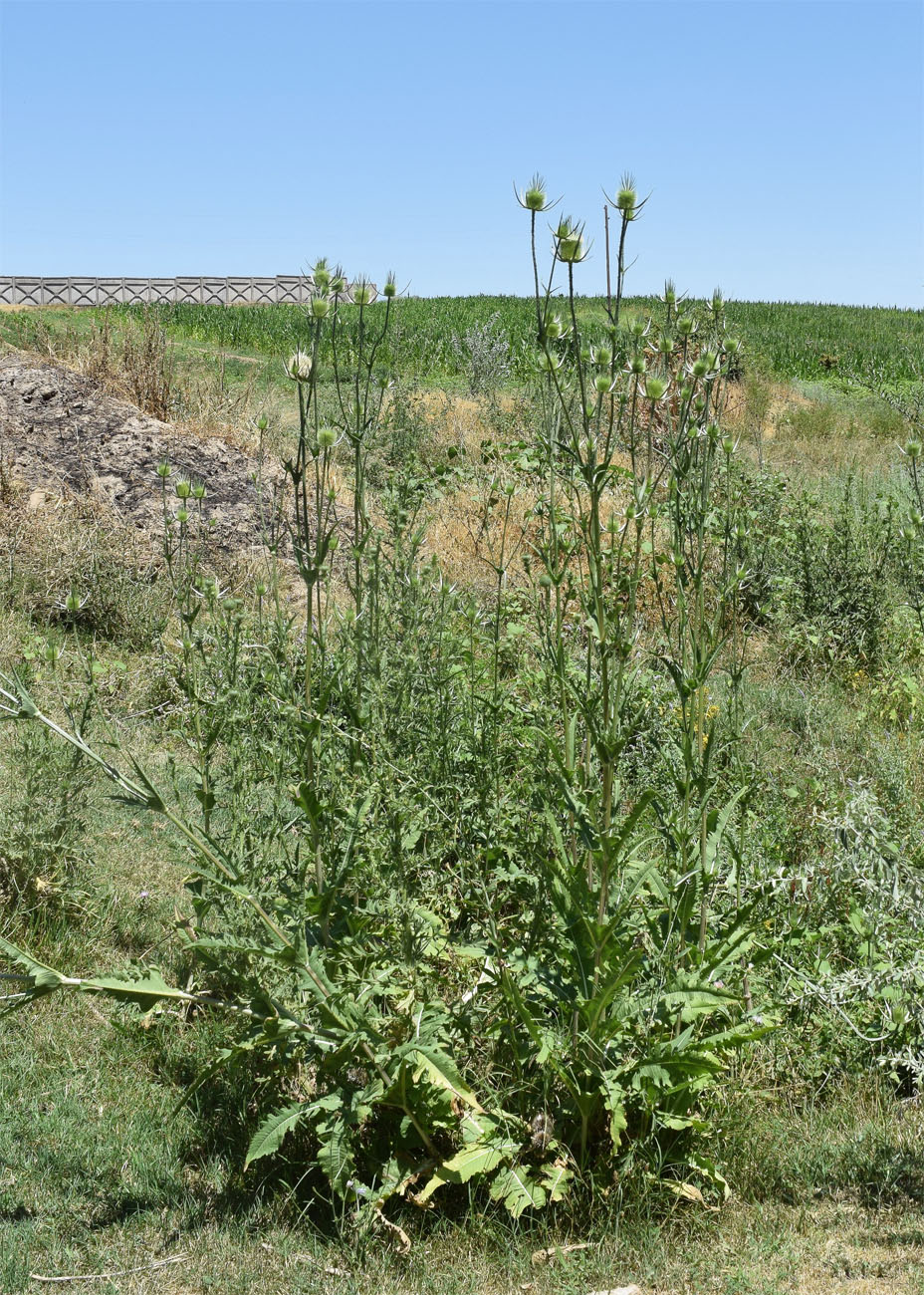 Image of Dipsacus laciniatus specimen.