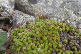 genus Saxifraga. Плодоносящие растения. Кабардино-Балкария, Черекский р-н, у места впадения Туялы Западной в Псыгансу, ≈ 2400 м н.у.м., моренные отложения. 30.07.2024.