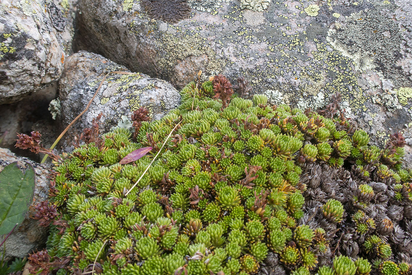 Image of genus Saxifraga specimen.