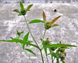 Смотреть изображение Bidens connata