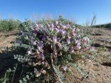 Astragalus lasiophyllus