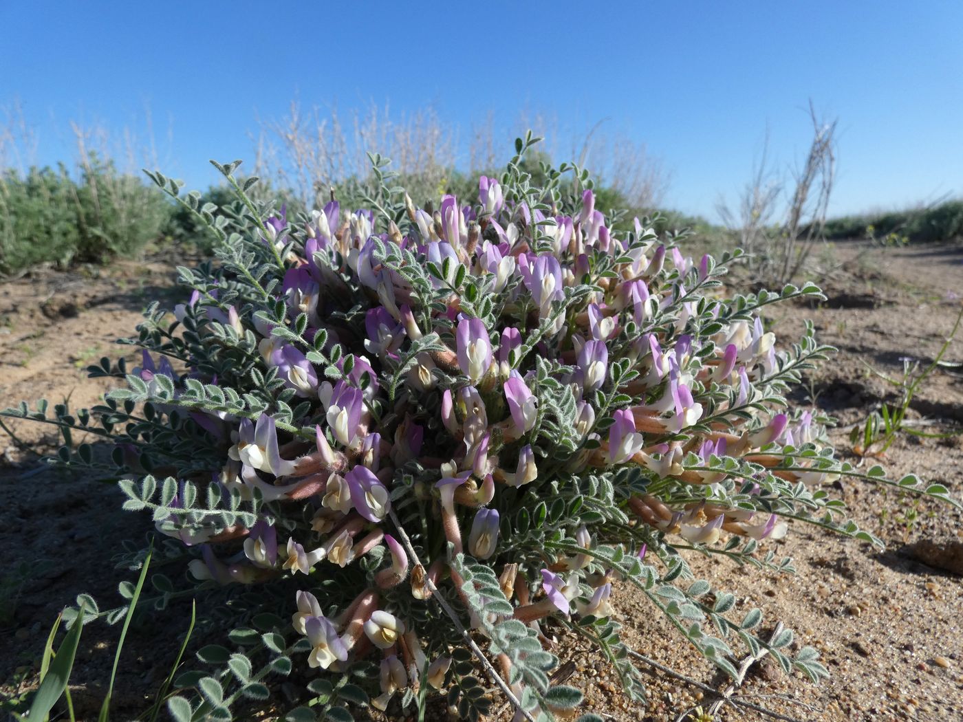 Изображение особи Astragalus lasiophyllus.