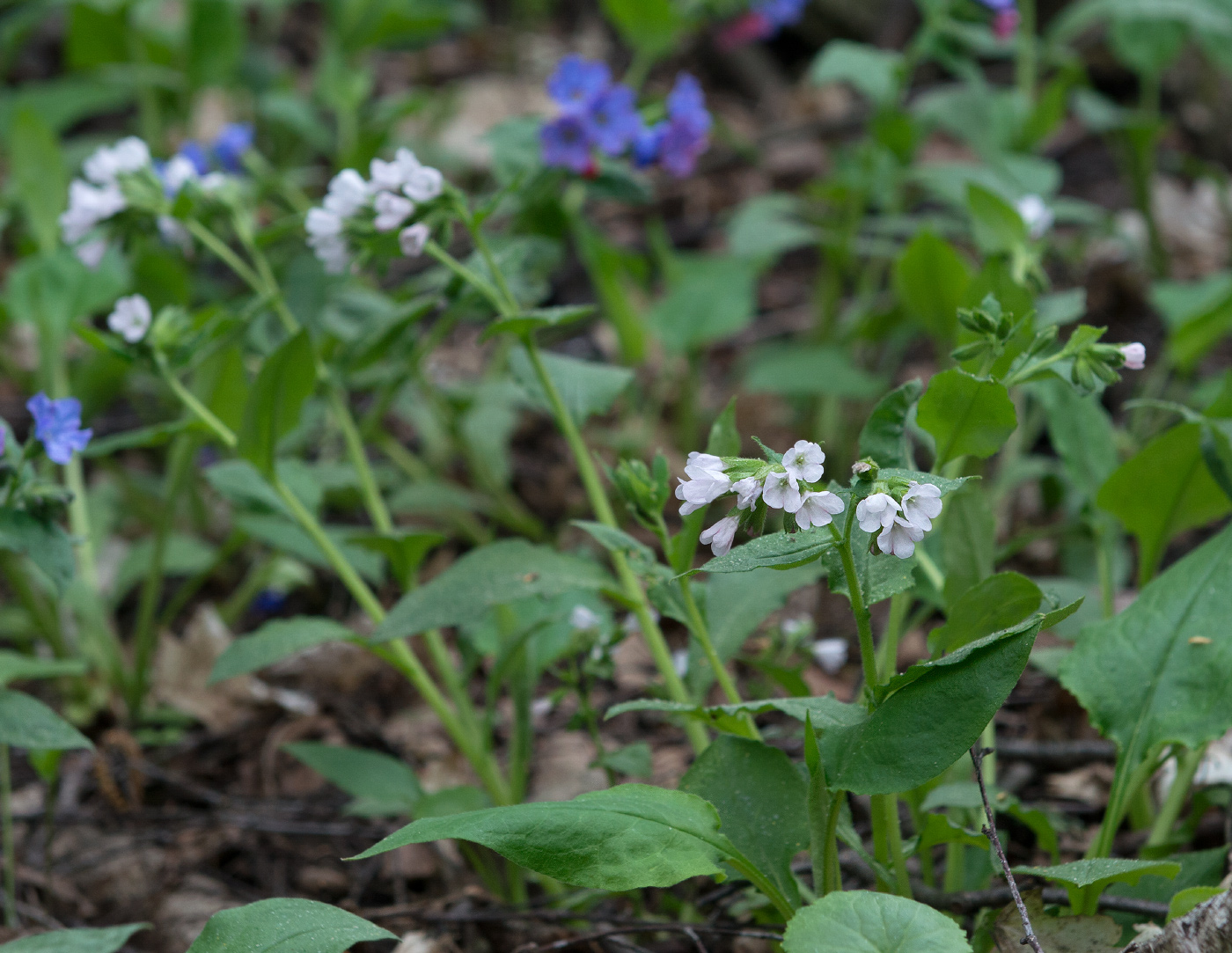 Image of genus Pulmonaria specimen.