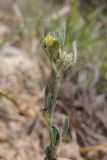 View full-size image Melilotoides brachycarpa