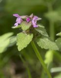 Смотреть изображение Lamium purpureum
