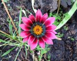 View full-size image Gazania × hybrida