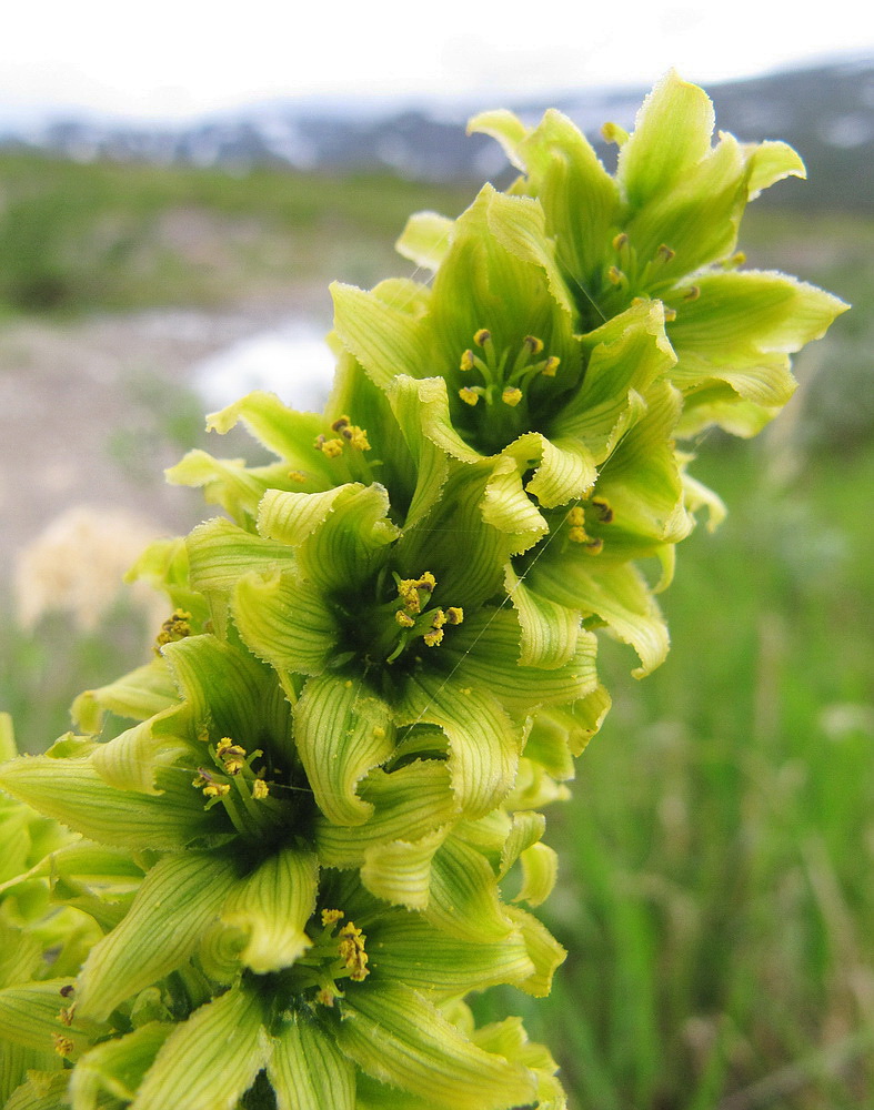 Image of Veratrum lobelianum specimen.