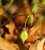 View full-size image Corydalis ussuriensis