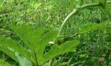 View full-size image genus Heracleum