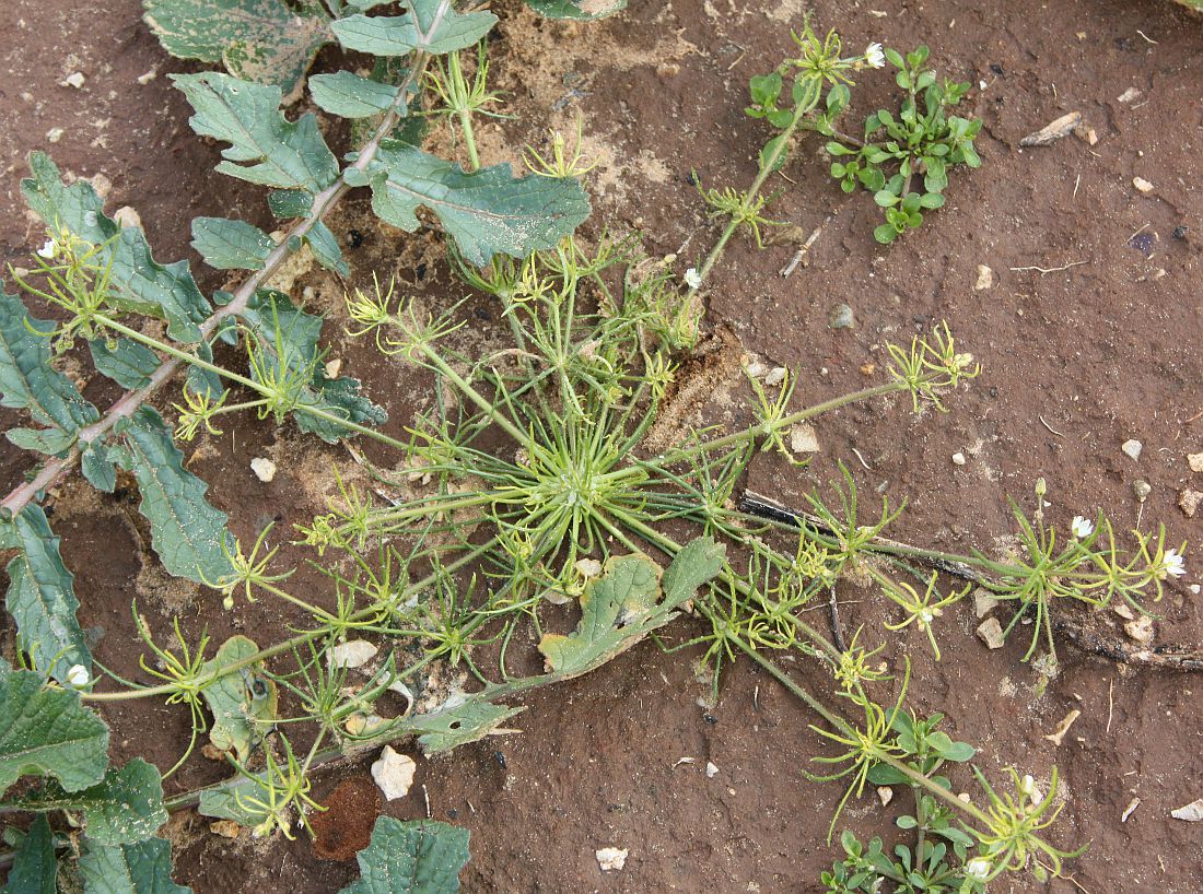 Image of Spergula arvensis specimen.