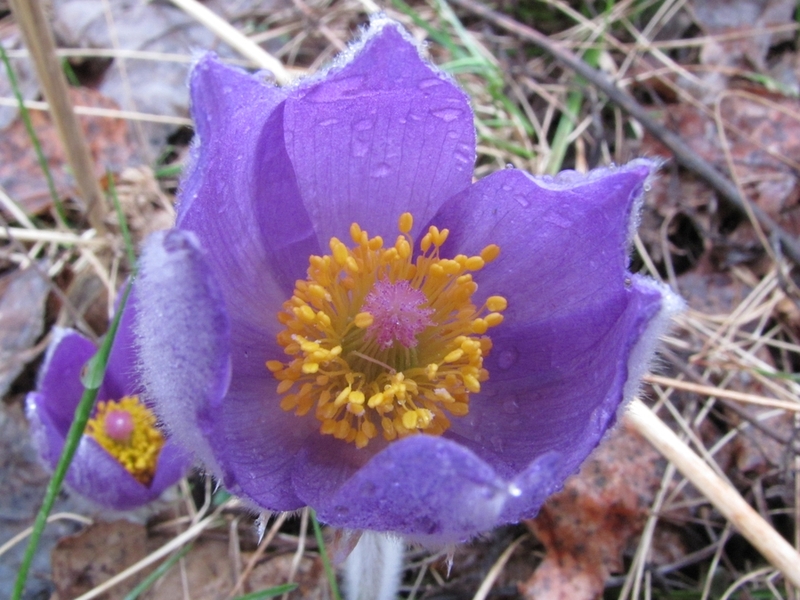 Image of Pulsatilla patens specimen.