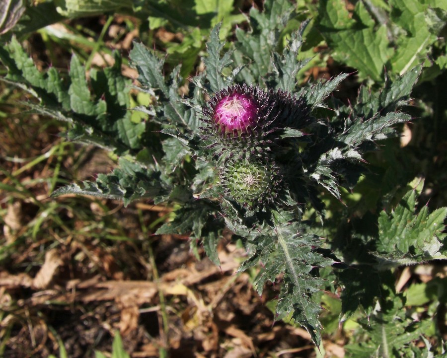 Image of Carduus crispus specimen.