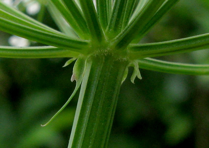 Image of Aegopodium podagraria ssp. nadeshdae specimen.