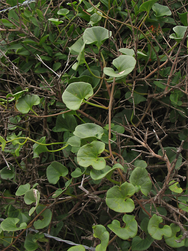 Image of Calystegia soldanella specimen.