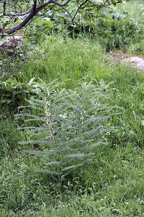 Image of Astragalus retamocarpus specimen.