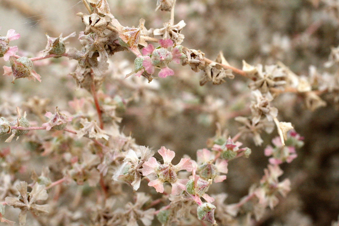 Image of Salsola sclerantha specimen.