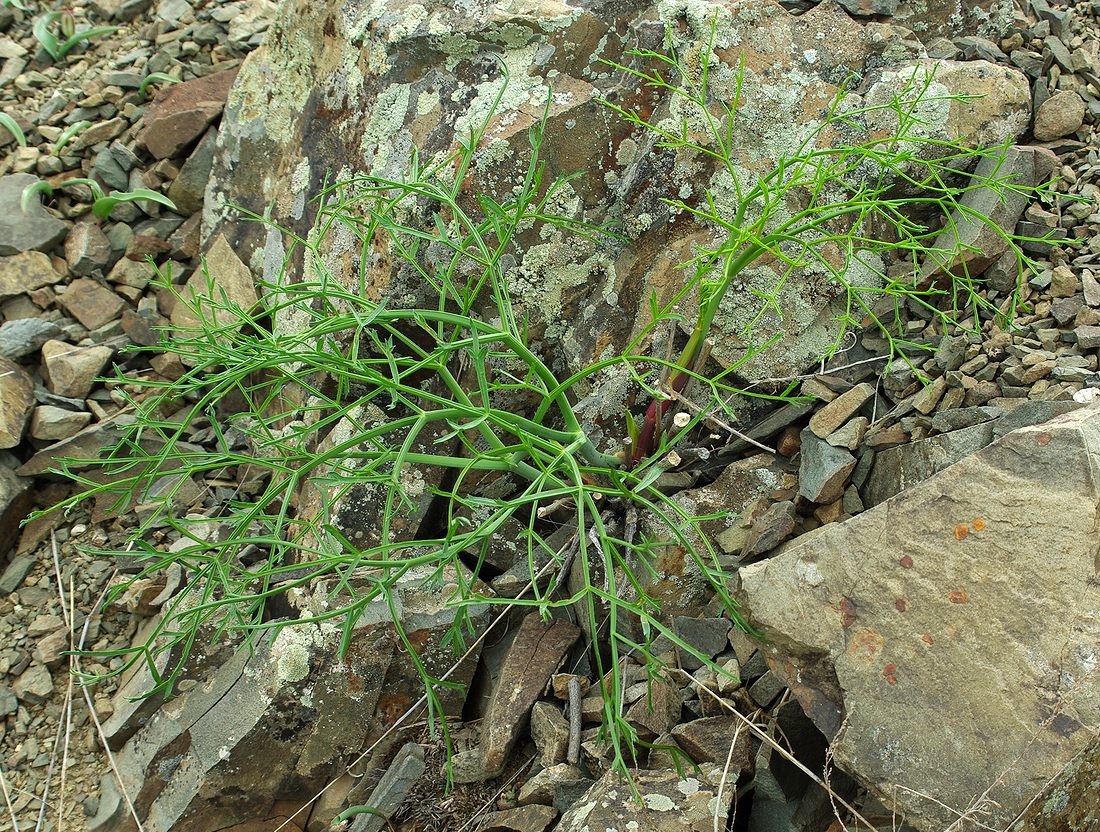 Изображение особи Ferula ceratophylla.