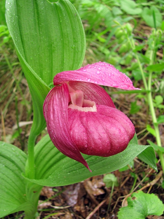 Image of Cypripedium macranthos specimen.