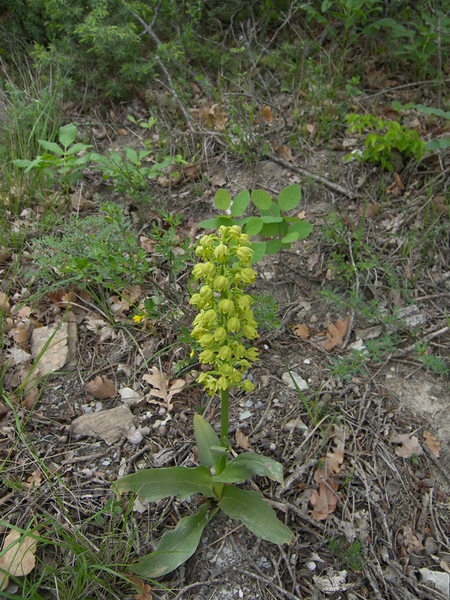 Image of Orchis punctulata specimen.