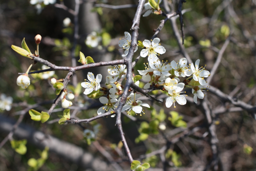 Image of Prunus stepposa specimen.