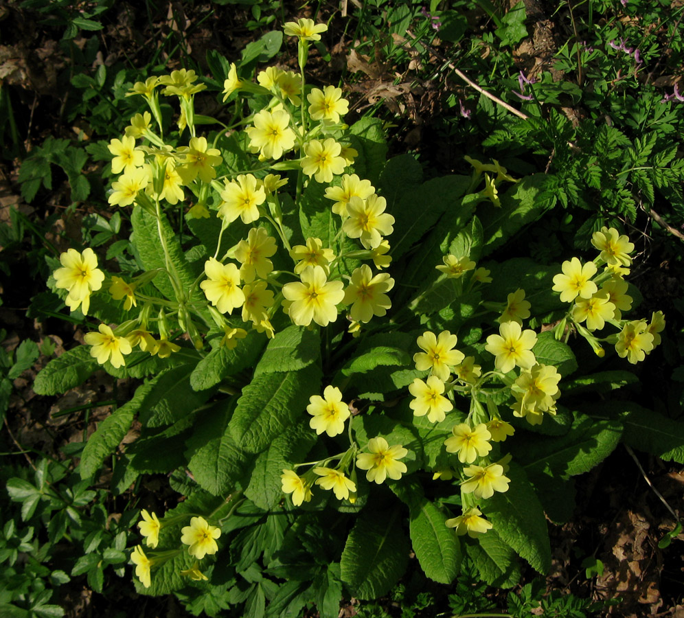 Image of genus Primula specimen.