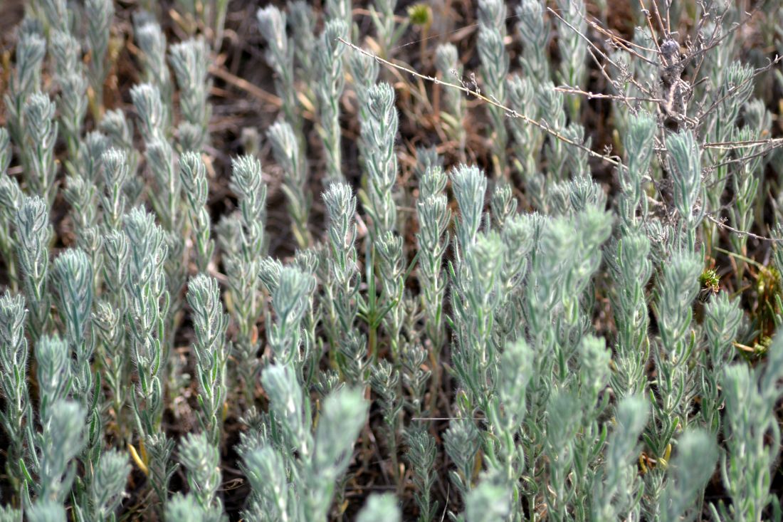 Image of Sedobassia sedoides specimen.