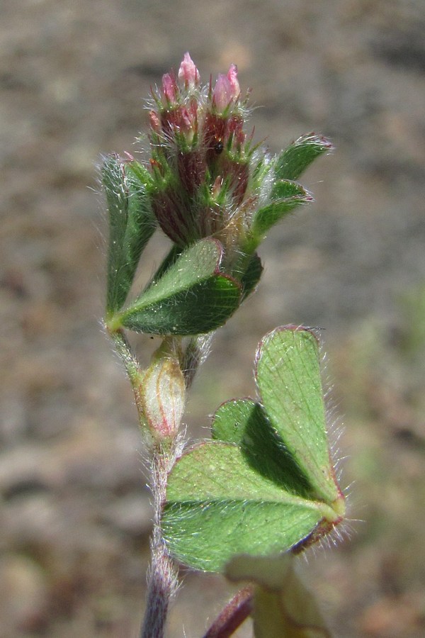 Image of Trifolium striatum specimen.