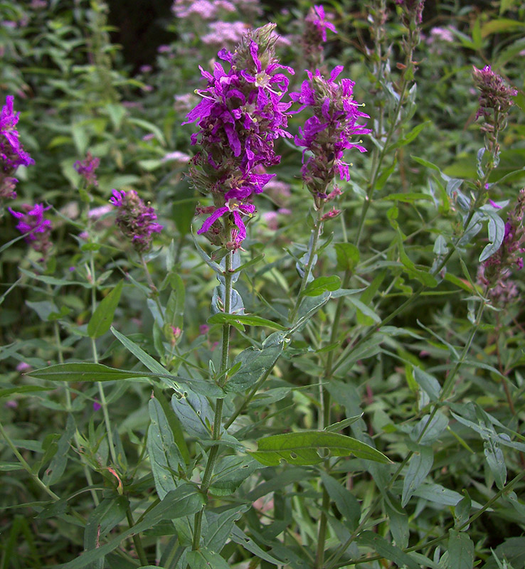 Image of Lythrum salicaria specimen.