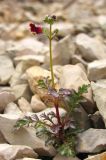 Scrophularia exilis. Цветущее растение. Горный Крым, Южный склон Ялтинской яйлы. 9 июня 2012 г.
