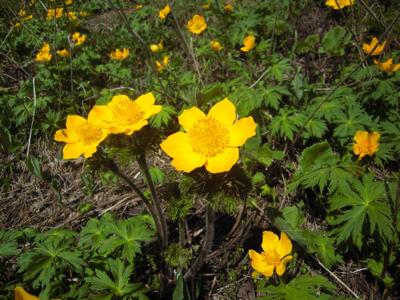 Изображение особи Pulsatilla aurea.