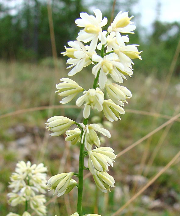 Image of Tofieldia cernua specimen.