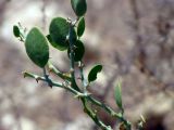Capparis cartilaginea. Верхушка ветви. Израиль, долина Арава, севернее г. Эйлат. 04.06.2012.