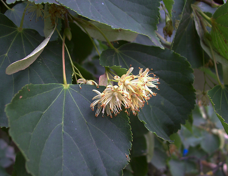 Изображение особи Tilia cordata.