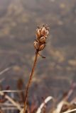 Dactylorhiza psychrophila. Прошлогодний цветонос с раскрывшимися коробочками. Окрестности Мурманска, начало июня.