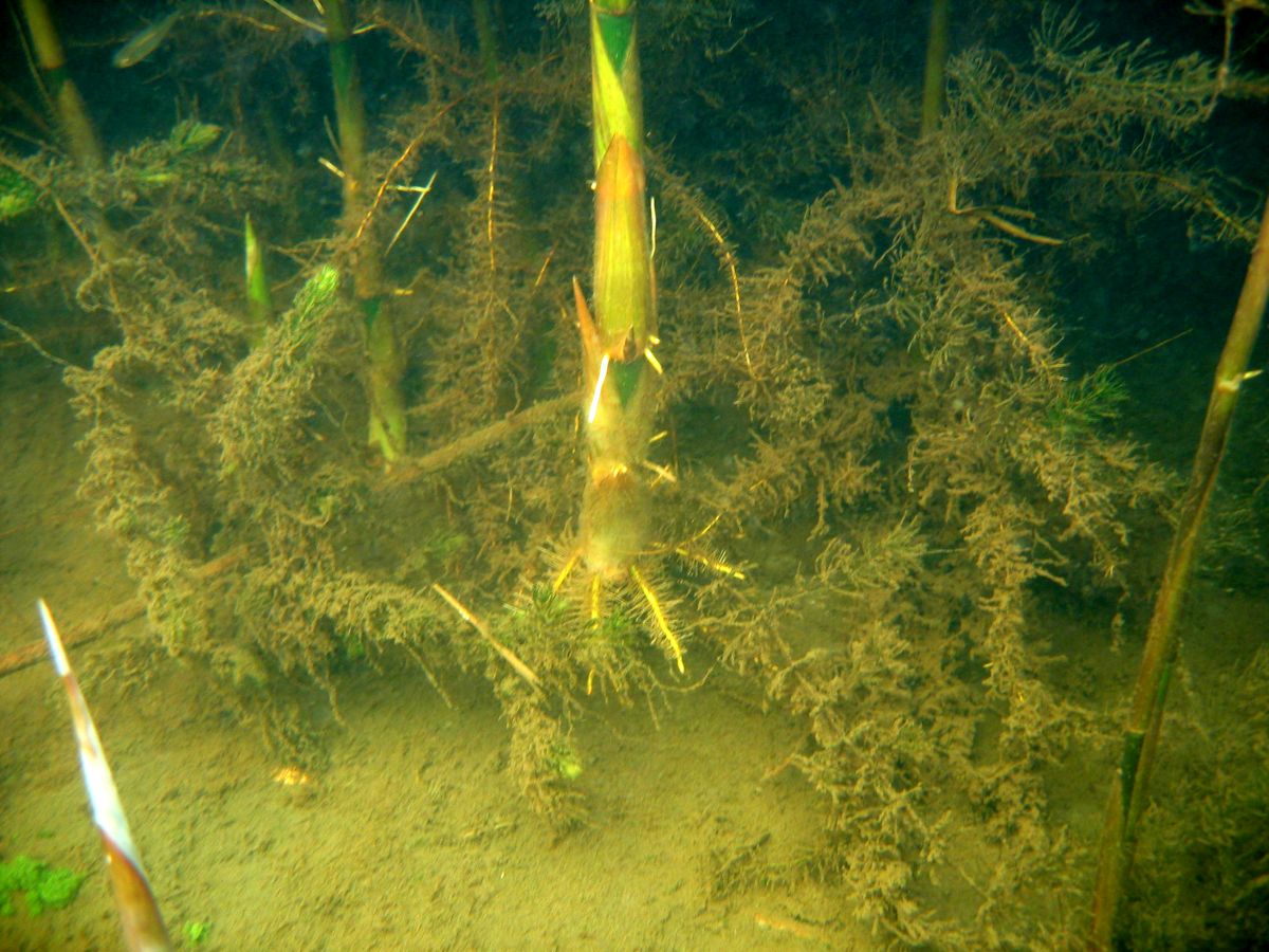 Image of Phragmites australis specimen.