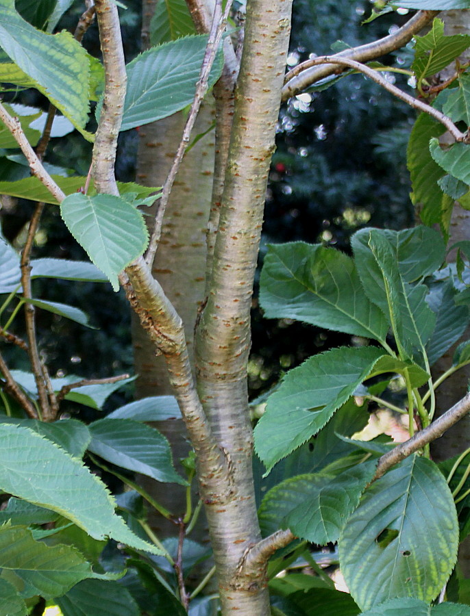 Image of Prunus serrulata specimen.