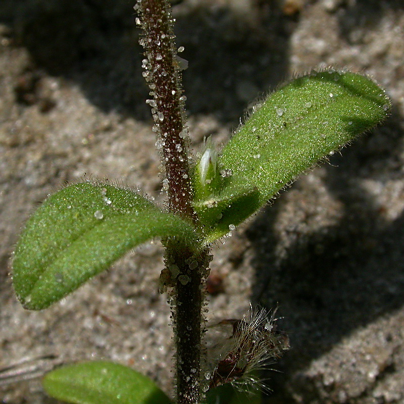 Image of Cerastium semidecandrum specimen.